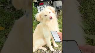 Does Dog translator work [upl. by Karin]