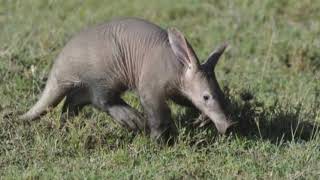 11 Amazing Facts About Aardvarks [upl. by Tuddor328]