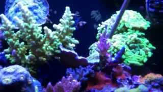 CORAL HAVEN BETTENDORF IOWA Saltwater reef tank store review SPS LPS zoa frags [upl. by Nyladnohr]