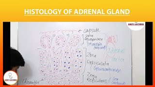 Histology of Adrenal Gland  Endocrine Histology  Amits Lectures  UHS  Histo made Easy [upl. by Nnovahs]