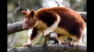 THE TREE KANGAROO [upl. by Baum]