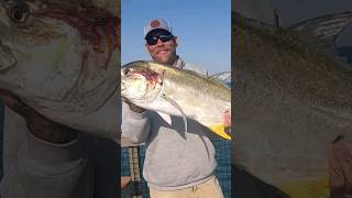 Huge Crevalle Jack [upl. by Akilak]