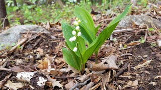 Convallaria majalis  Lily of the valley [upl. by Tyoh679]