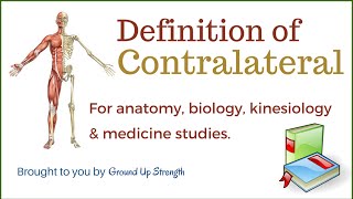 Contralateral Definition Anatomy Kinesiology Medicine [upl. by Ytomit]