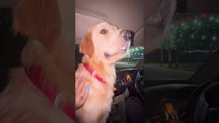 Dikh mat jaiyo panoti 😄bruzzo funny bruzo trending viralvideo goldenretriever shorts dog [upl. by Kirsten]