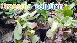 crassula plant leaf burn  leaf burn solution  summer problem ep  54 [upl. by Dolorita]