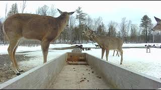 Deer with Fibroma [upl. by Hardy]