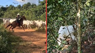 PASSANDO COM O GADO NA MATA DA ONÇA 😱 [upl. by Tennek]