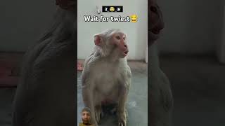 Padha likha Bander😂😂 comedy realfoolscomedy funny surajroxfunnyvibeo monkey fun surajroxfun [upl. by Melita]