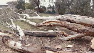 Arborist Tree Work  Tree Climbing  Felling [upl. by Nnave905]