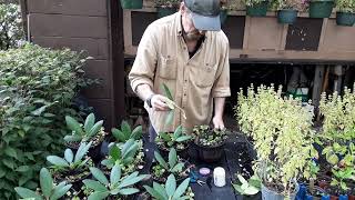 Rooting Those Rhododendron Cuttings [upl. by Yelreveb]