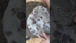 Quartzite Brachiopods block fossil prep [upl. by Ananna859]