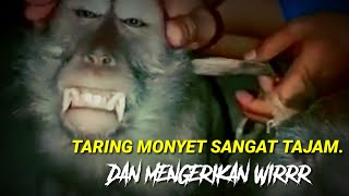 TARING MONYET TAJAM DAN MENGERIHKANhewan peliharaan [upl. by Siduhey279]