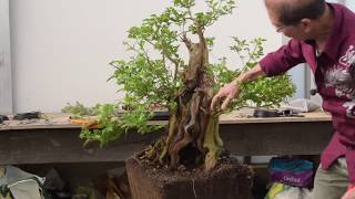 Bush to Bonsai  Privet [upl. by Fiedling]