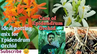 Ideal potting mix for Epidendrum Orchid।।Care of Epidendrum।।Sandip Orchid।। [upl. by Aninaj]