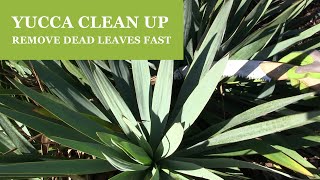 Yucca Pruning  How To Remove Dead Leaves from a Yucca Plant [upl. by Ahsirk740]