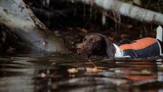 5 Essential Tips for German Wirehaired Pointer Rescues [upl. by Ndnarb404]