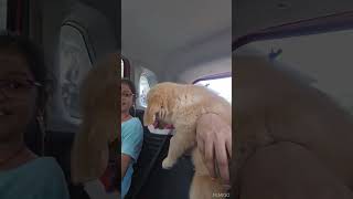 simba car ride🚘 cuteanimals goldenritriever doglover [upl. by Htehpaj880]