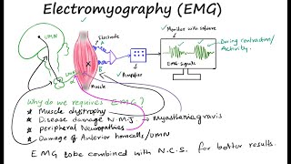 EMG II Electromyography II Muscle electrical activity [upl. by Pomfret]