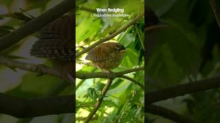 Common Wren cute baby bird shorts [upl. by Anton817]