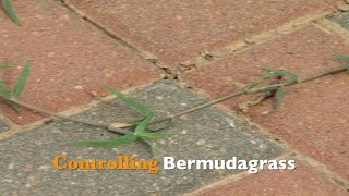 Controlling Bermudagrass [upl. by Calvin824]