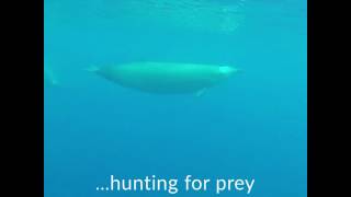 First underwater footage of rare beaked whale [upl. by Mcclimans]