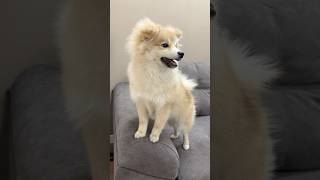 bonyaboomspitz 🤎 instagram немецкийшпиц собака puppy смешныеживотные rek pets забавные [upl. by Corri]