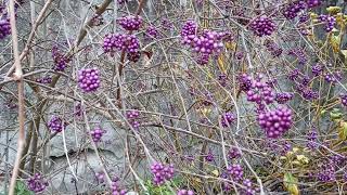 ARBRE AUX BONBONS en hiver  Une FRUCTUFICATION ORIGINALE [upl. by Libbi409]