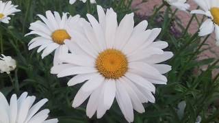 Fleurs de Marguerite [upl. by Ardeth]