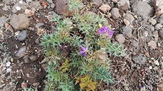 Kantkari buti k divya aur rasaynik gun  solanum virginianum in ayurveda [upl. by Saidel]