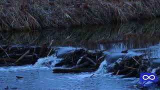 Amisk River Beaver Dam in Kikino Métis Settlement [upl. by Stover]