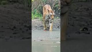 tigers in the water tigersinthewater tiger wildlife adventurewildlife youtubeshorts shorts [upl. by Chouest]