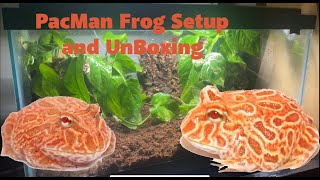 PacMan Frog Enclosure Setup and Unboxing [upl. by Dnalhsa]