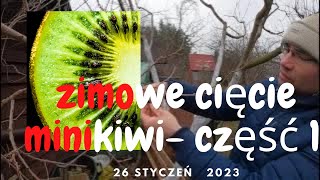 Jak przyciąć mini kiwi zimą część 1🥝 [upl. by Drahcir]