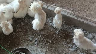 Hen Farming Business  Fancy Hen Farming  Hen Farm  Part 138 [upl. by Rhetta907]