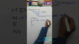 Mnemonics for Structure Passing through Foramen Spinosum189mg [upl. by Shaer]