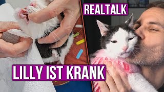 Gemeinsam mit Katze beim Tierarzt mit Behandlung [upl. by Htiaf953]