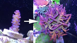 2 years of SPS and Acropora coral growth [upl. by Tnert]