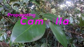 How To Propagate Camellia By Cuttings Pink Camellia Sasanqua [upl. by Attenrev944]