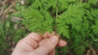 Identifying Apiaceae Anthriscus sylvestris  cow parsley [upl. by Huntlee924]