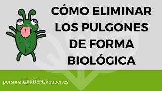 CÓMO ELIMINAR LOS PULGONES DE FORMA ECOLÓGICA  BIOLÓGICA [upl. by Ellener8]