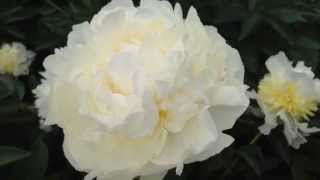 Peony Ivory Victory  wwwpeonyshopcom [upl. by Arama]