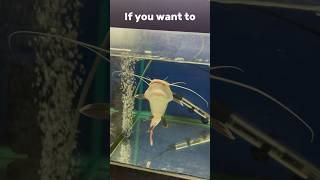 aggressive monster catfish  red tail catfish 😲😮 [upl. by Nora]