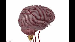 Anatomía vascular en la agenesia parcial del cuerpo calloso Explicado paso a paso [upl. by Roehm]