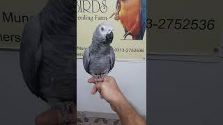 Mashallah African Grey Parrot Baby [upl. by Neilson166]