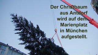 Der Christbaum aus Antdorf wird auf dem Marienplatz in München aufgestellt [upl. by Enyamrahs657]