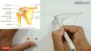 How to draw PECTORAL GIRDLE [upl. by Atikihs]