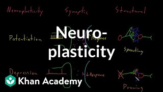 Neuroplasticity  Nervous system physiology  NCLEXRN  Khan Academy [upl. by Dazraf430]