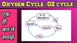 Oxygen Cycle In Hindi  Oxygen Cycle Class 9 [upl. by Tamera]