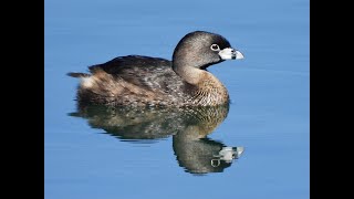 PIEDBILLED GREBE call [upl. by Grewitz]